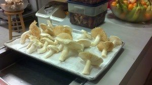 Freshly picked Matsutake mushrooms at Westwind
