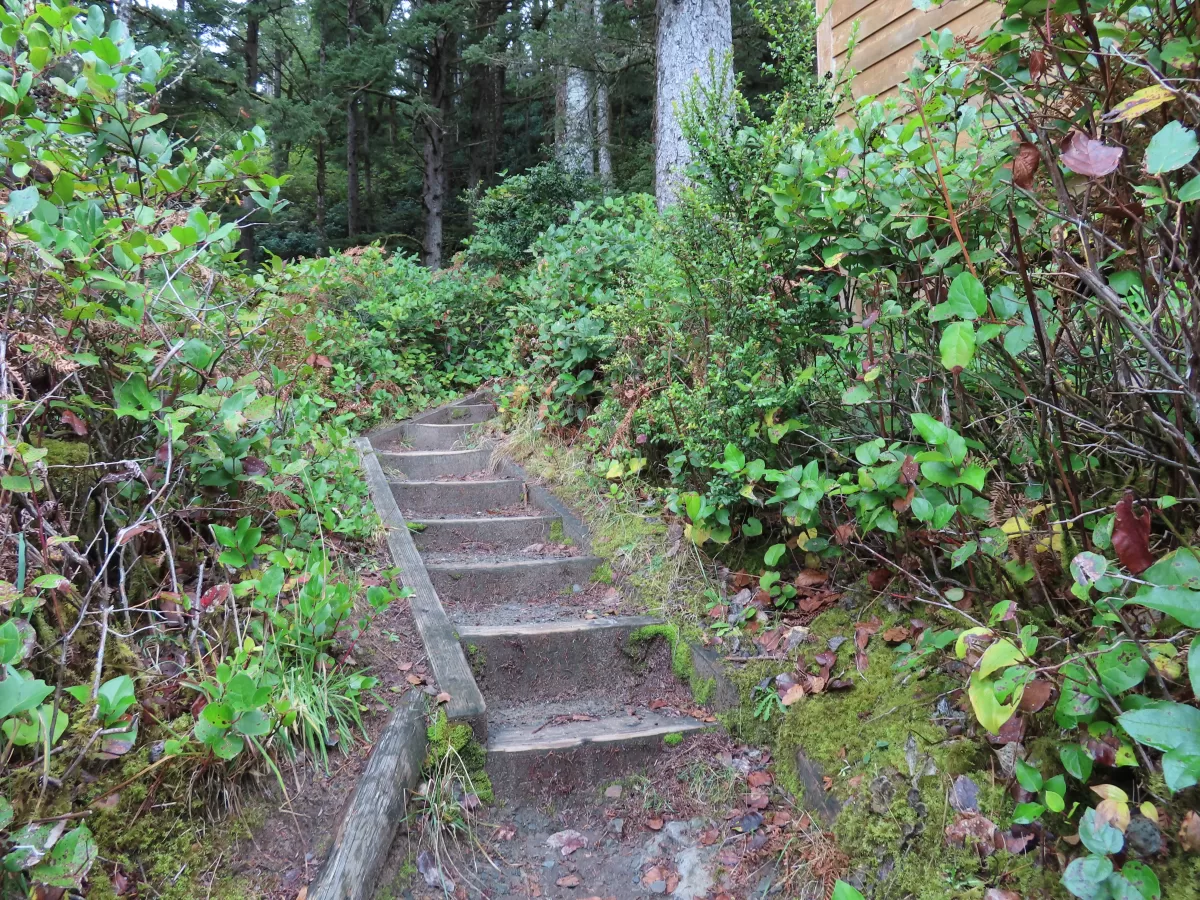 Wooden steps on dirt trail