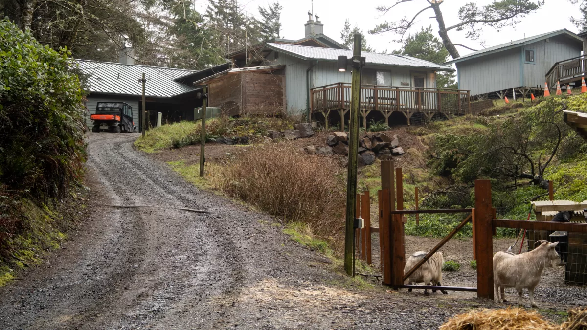 gravel road leading up to lodge. Two goats in pen to right.