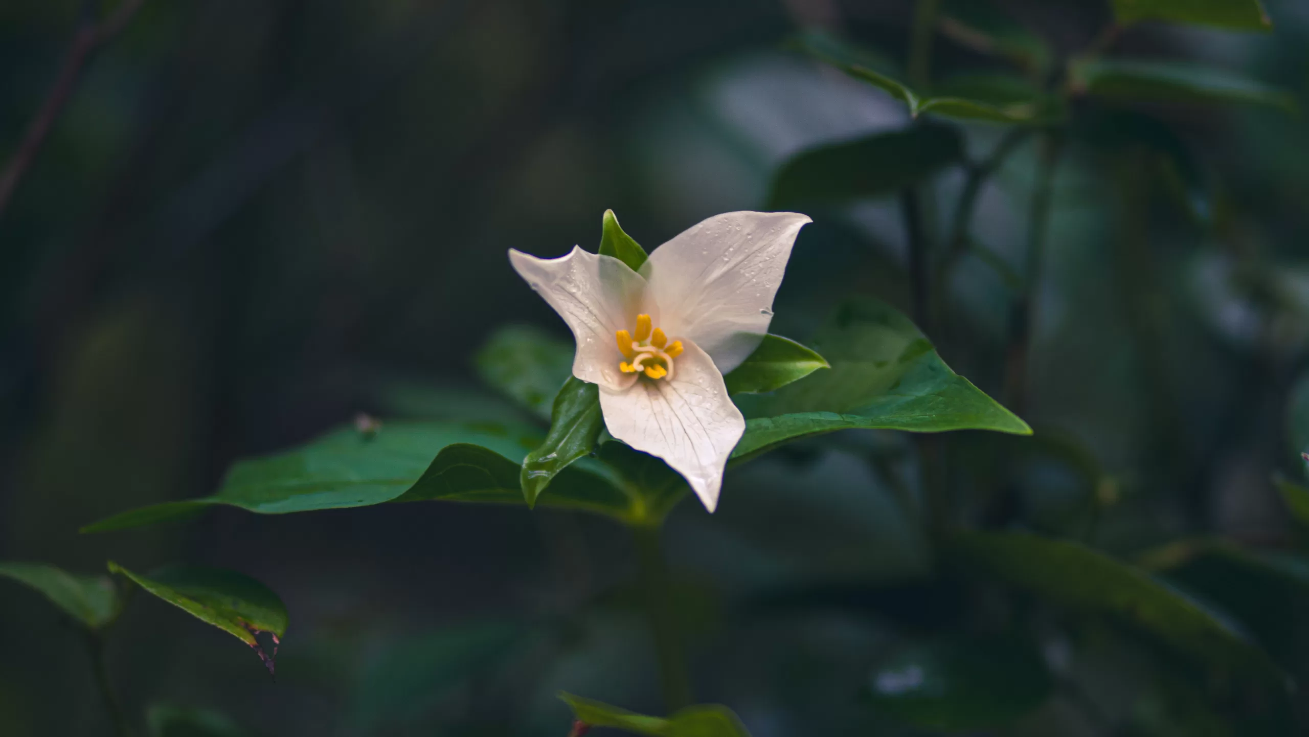 trillium flower