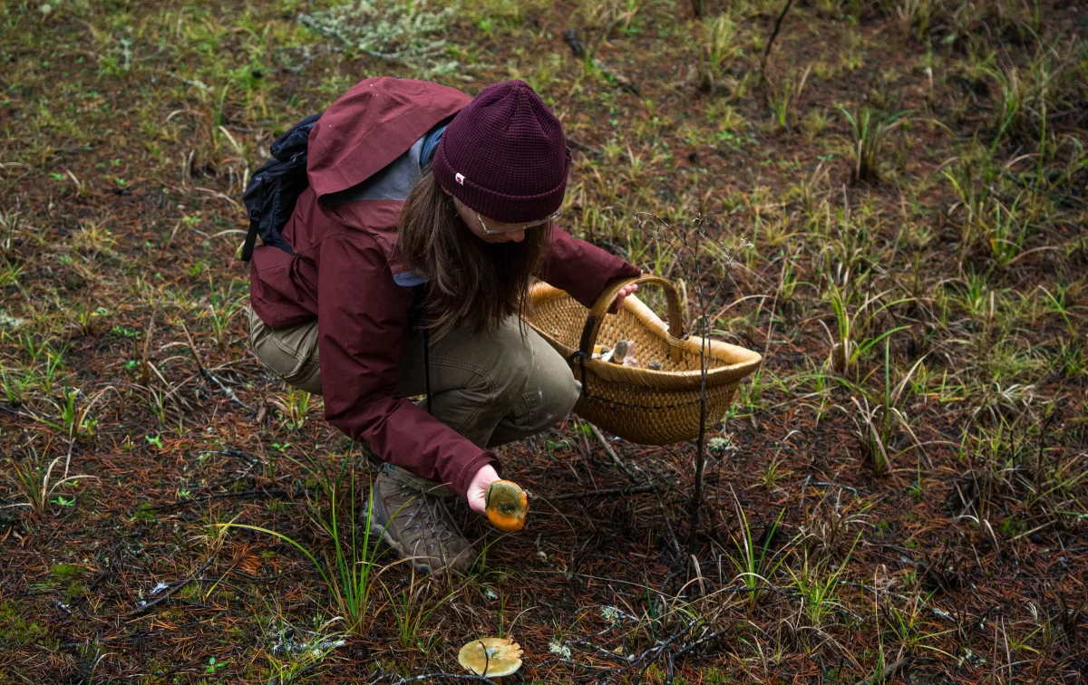 woman examines mushroom on forest floor