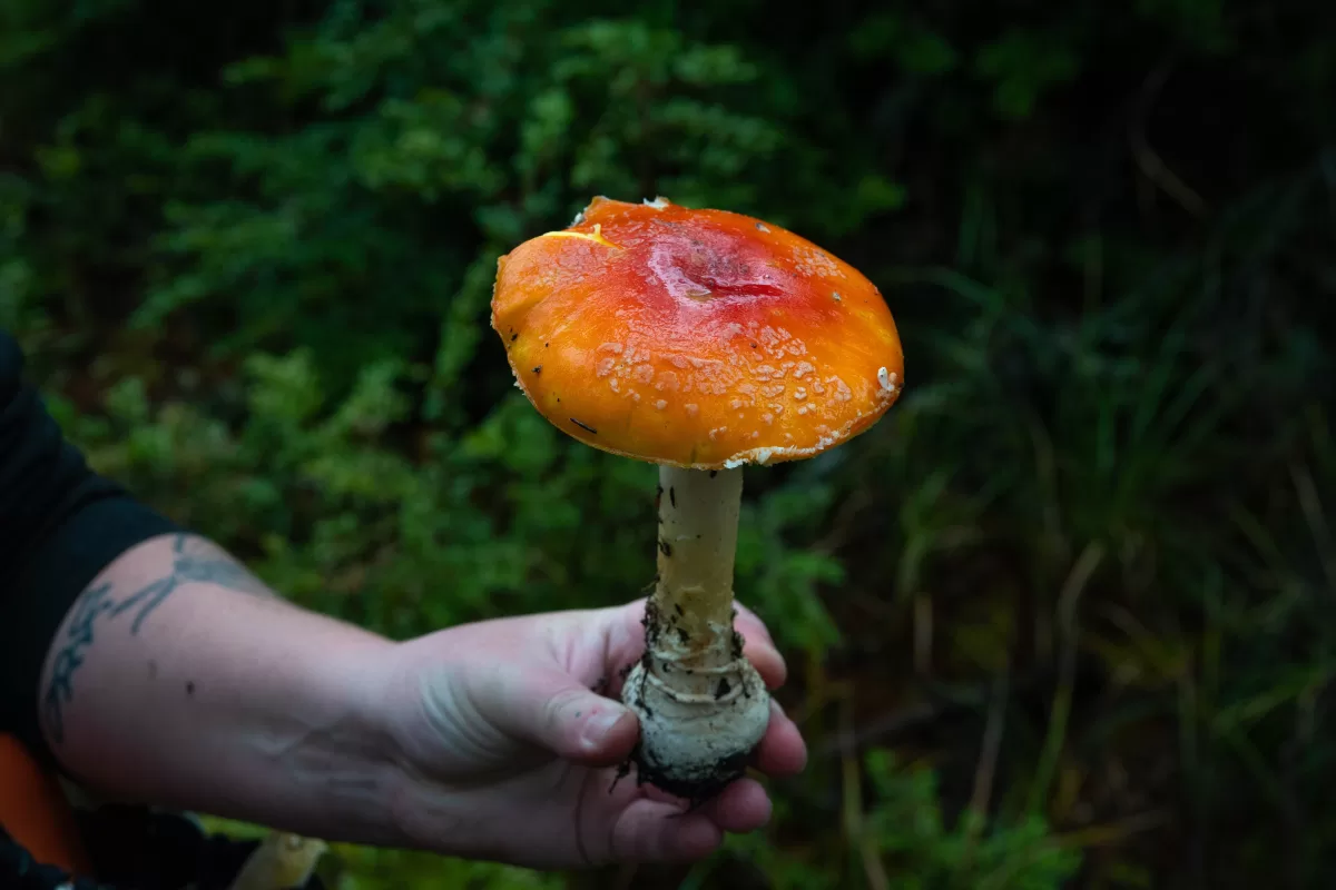 hand holds large mushroom with white stock and orange cap