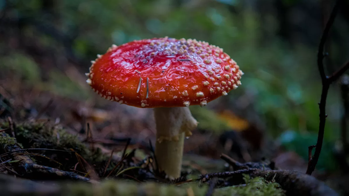 A classic capped mushroom sprouts out of the ground.