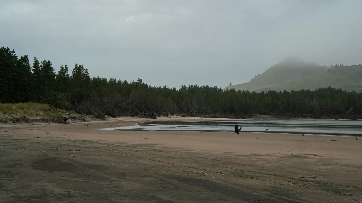 A bald eagle flies along the river, a forest rises in the background.